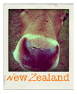 Explore The Trail through New Zealand Travelling in New Zealand