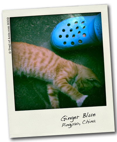 Ginger Blue