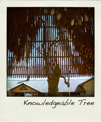 hth_treeofknowledge