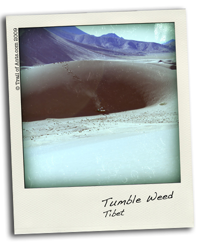 Tibetan San Dune 