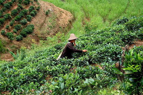 Rice Terraces in Yunnan