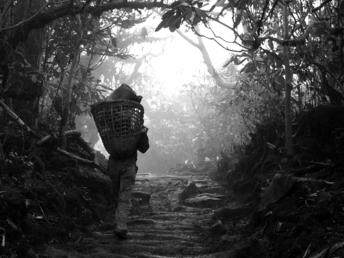 Black and White Sherpa